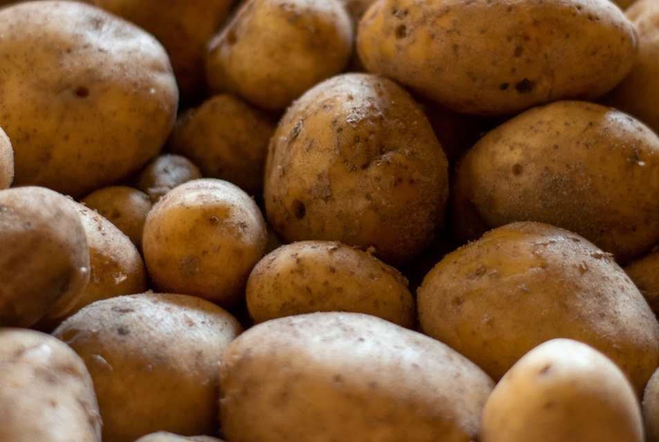 Close-up view of harvested Russet potatoes