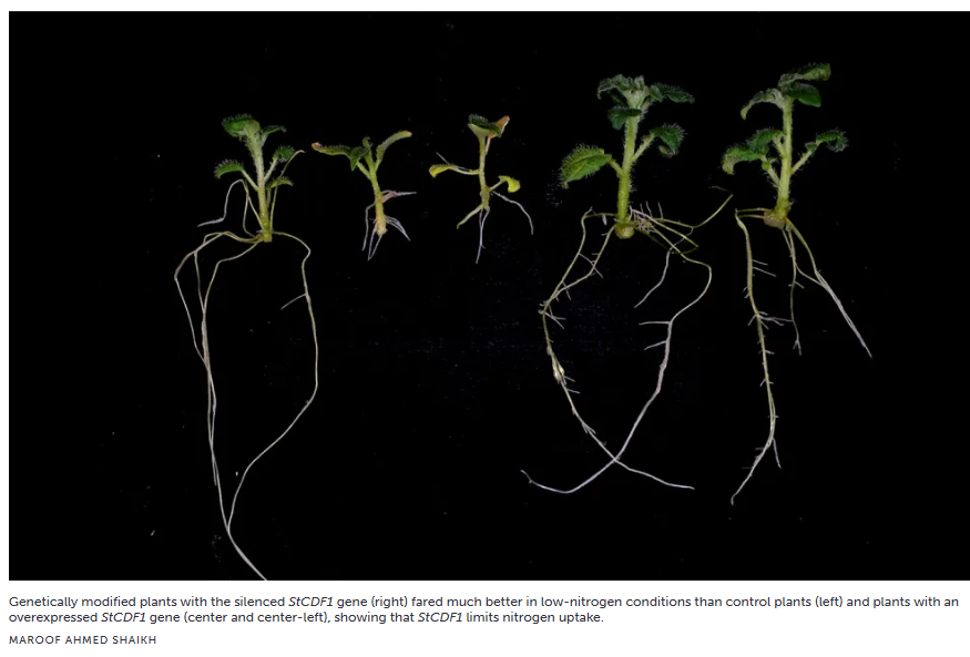 potato seedlings showing different traits