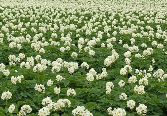 Seed Potato Organisation_updates