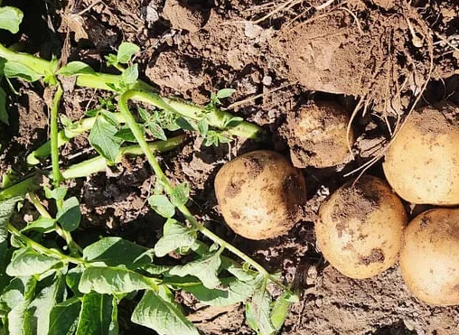 Seed potato distribution