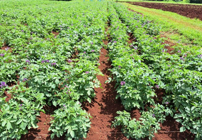 Potato plants growing in Kenyan field where trials are being held