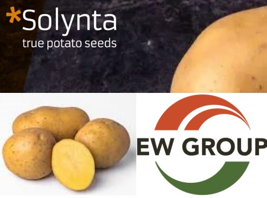 Two logos with potatoes on white and black background