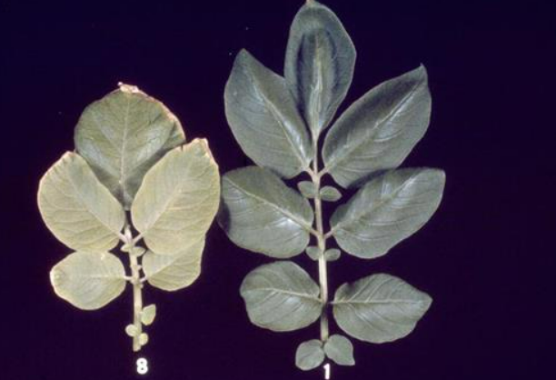 Two sets of potato plant leafs, one healthy and one showing sulphur deficiency