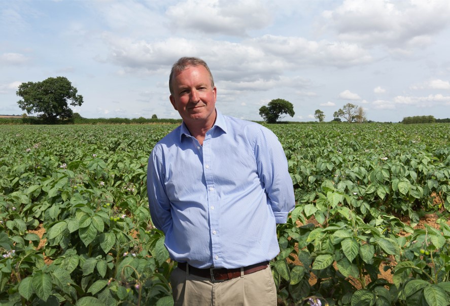 Man in blue shirt in field of potato plants