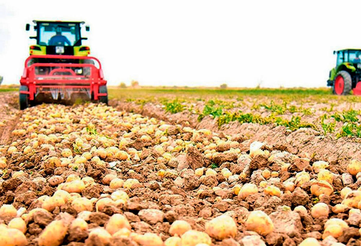tractor in field harvesting potatoes in Turkmenistan