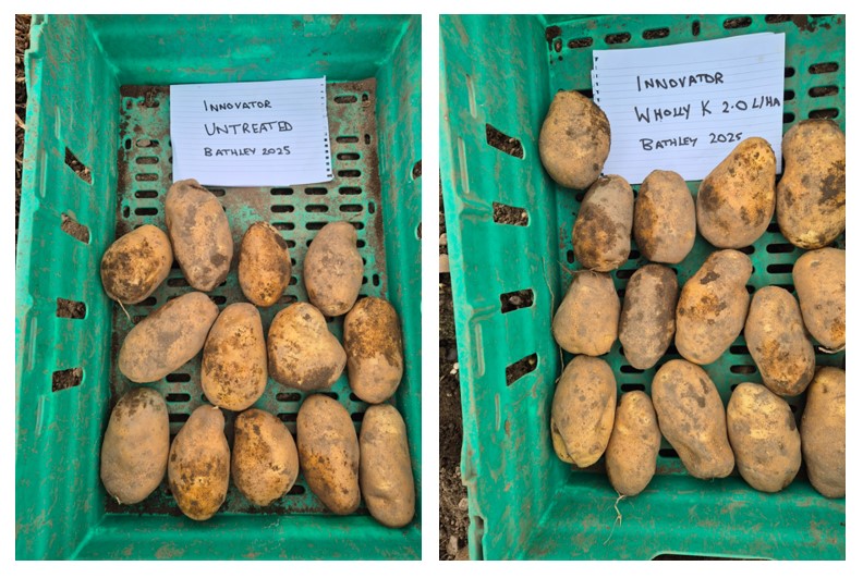 green crates with potatoes in, side by side