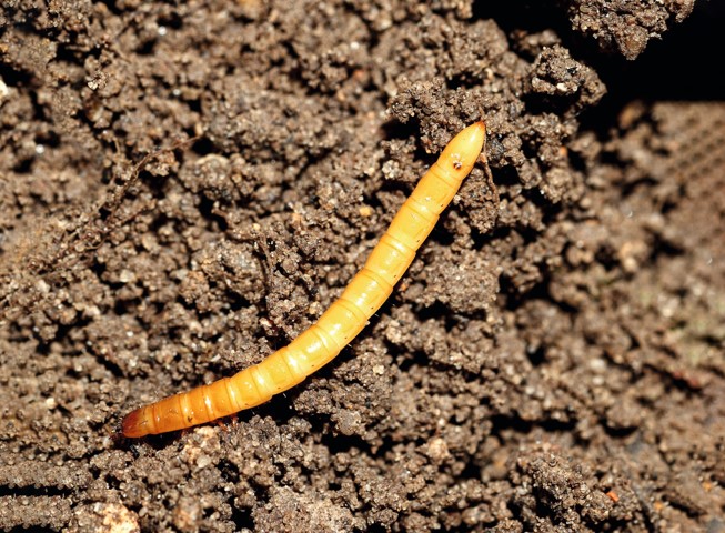 a wireworm on soil