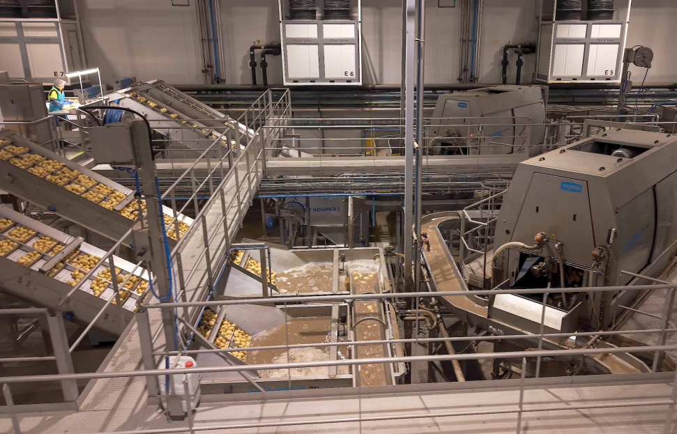 Potatoes on conveyors and going through washline facility