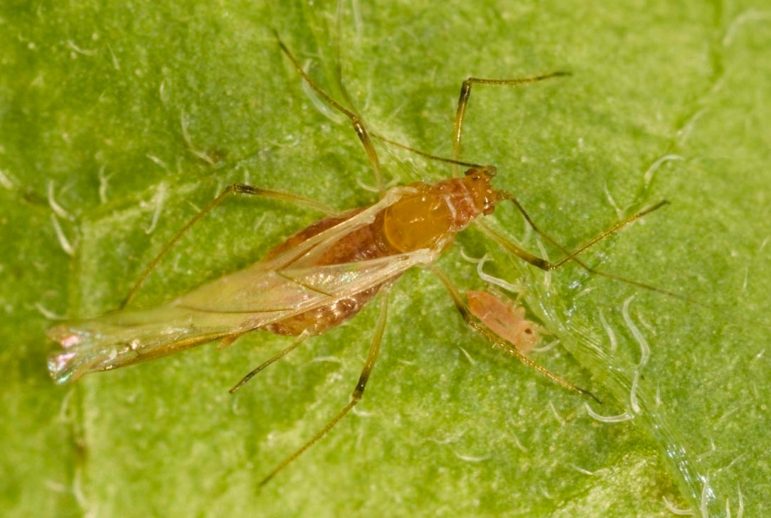 Potato virus challenges under the spotlight