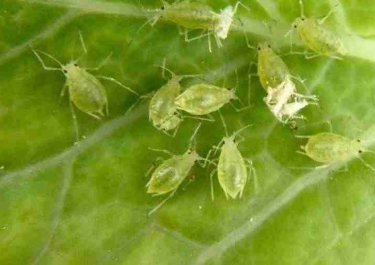 green insects, aphids, on potato leaf
