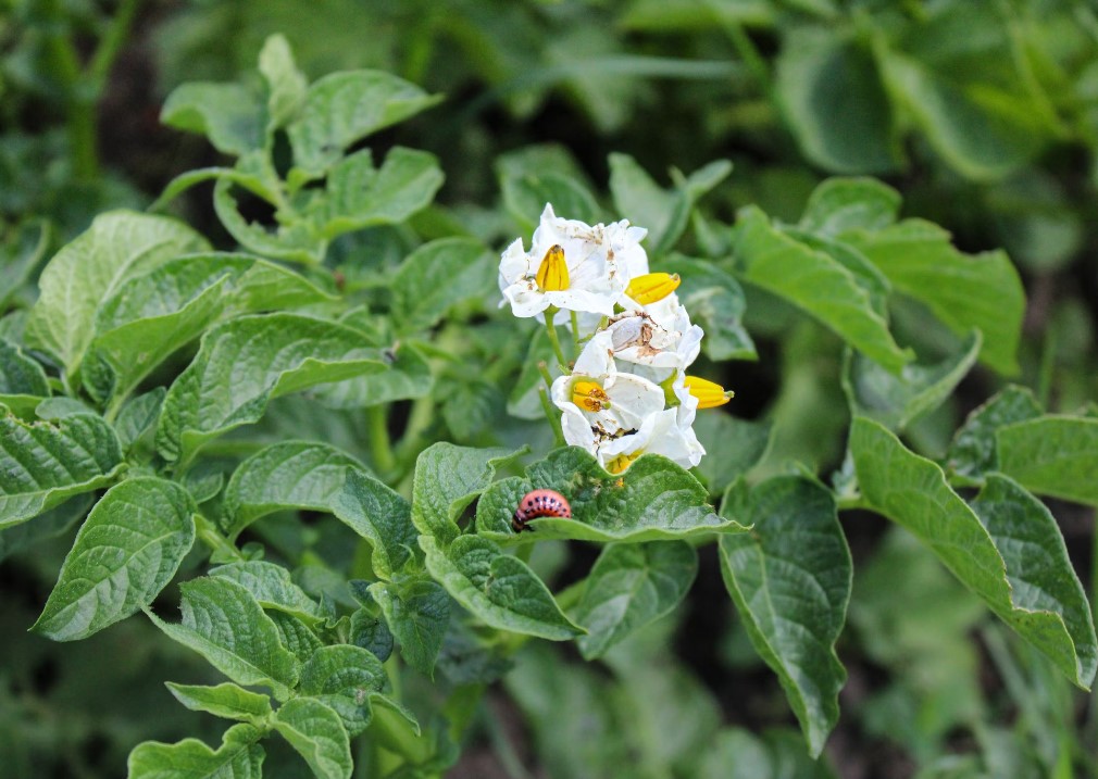 New course to help British growers