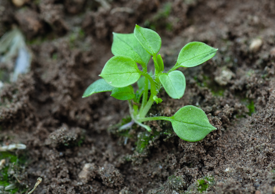 chickweed growing in soil