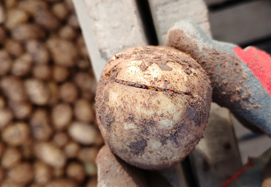 gloved hand holding cracked seed potato with other potatoes in background