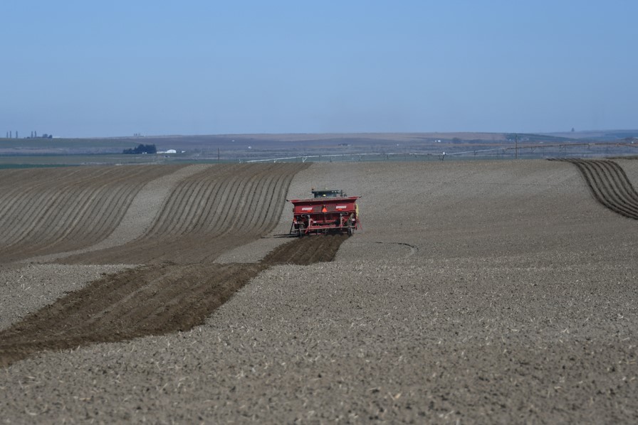 Tractor and planter sowing seed potatoes in field