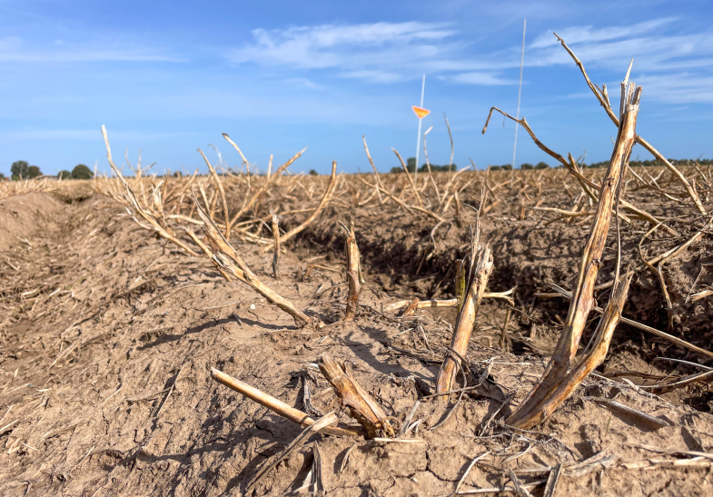 View showing of haulm destruction in a potato field