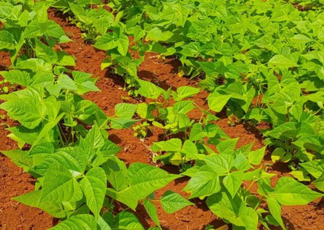 KALRO, National Potato Council of Kenya, open day