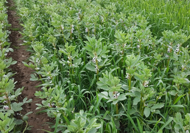 legumes growing in field