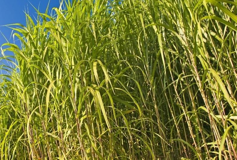 miscanthus growing in field with hint of blue sky in background