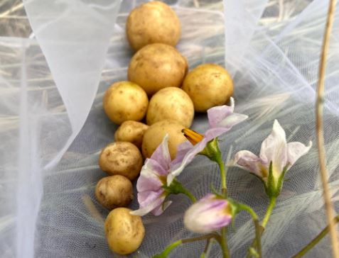 Organic potatoes and flower on natural muslim