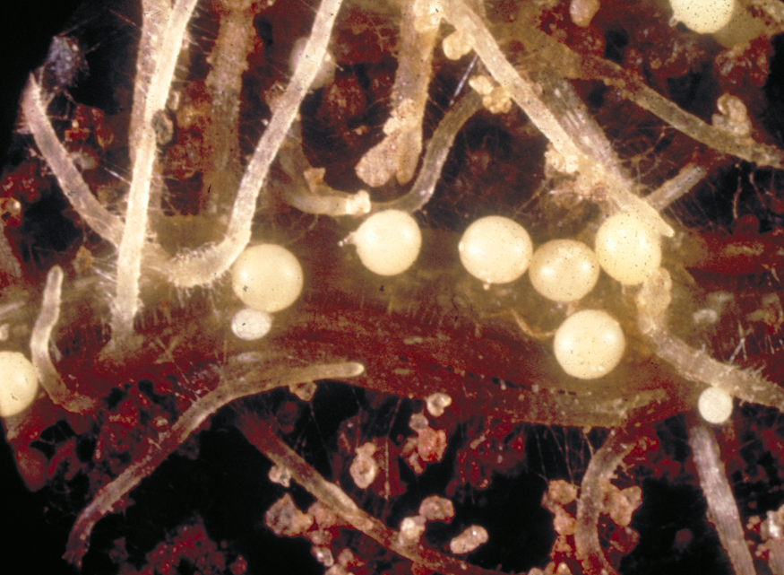 potato cyst nematode under microscope