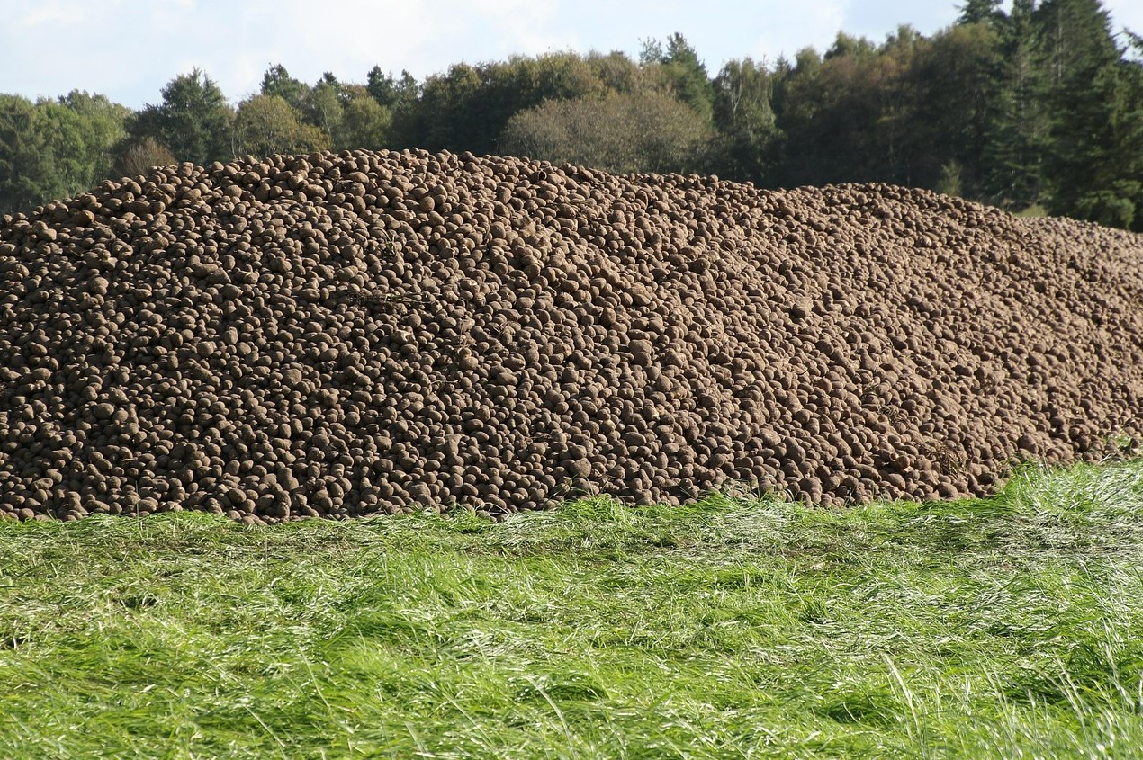 big pile of muddy potatoes in a field with trees in background