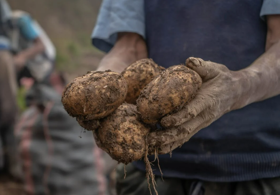 potato grower holding muddy potatoes in field