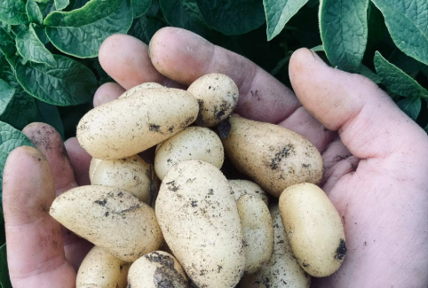 hands holding potatoes with leaves in background