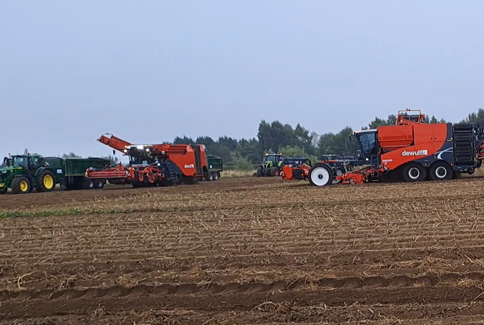 Potato harvesters being demonstrated in a specially-grown field