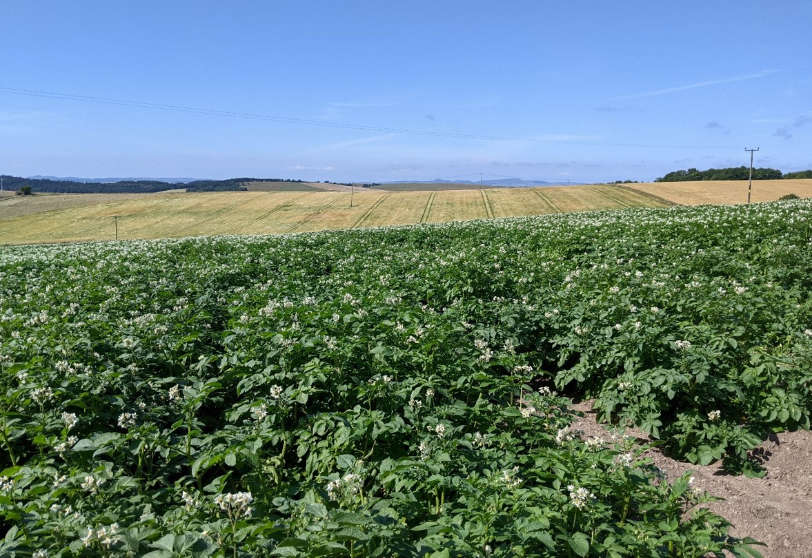 flowering potato plants in field with blue sky and hills in background