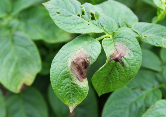 Green leaves with rolling edges and brown patches