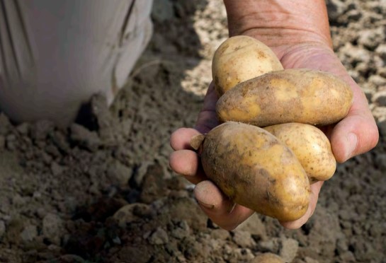 Male hand holding potatoes above soil in field