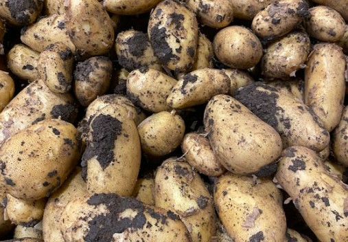 Muddy potatoes that have been fertilised