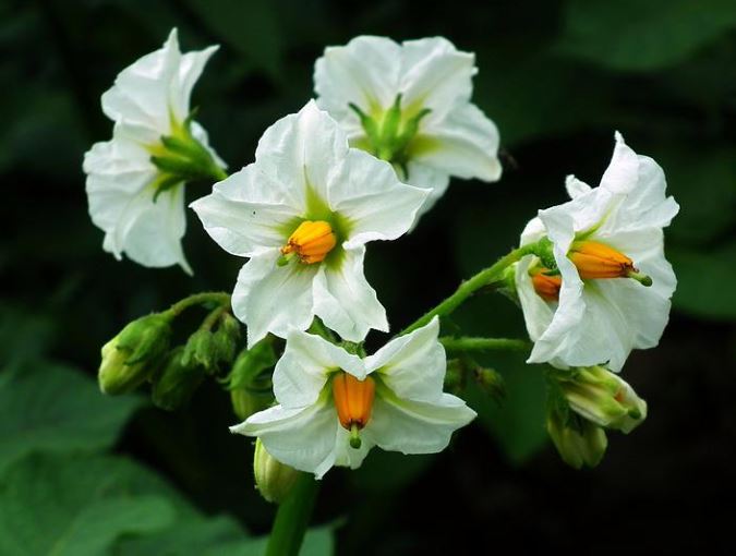 potato blossom