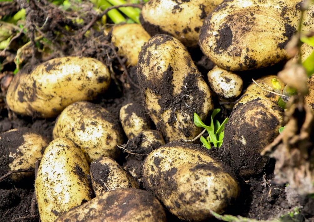 Weather challenges and later planting