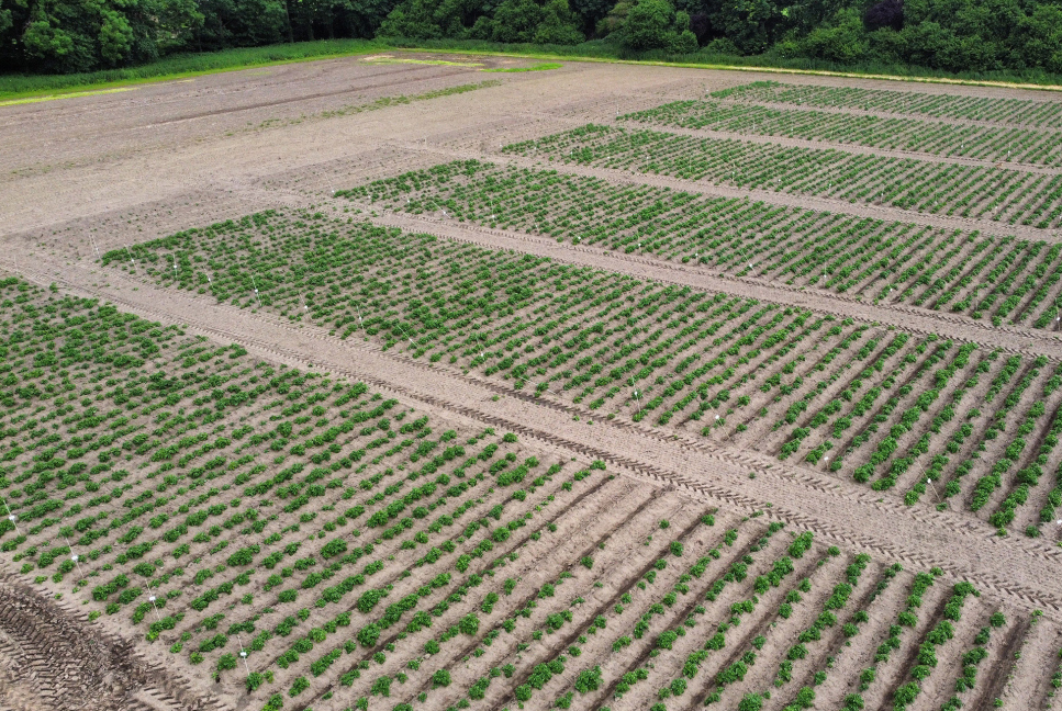 Rows in potato field as seen from air