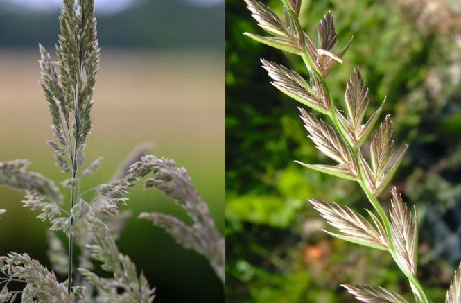 Black-grass and ryegrass: Act quickly