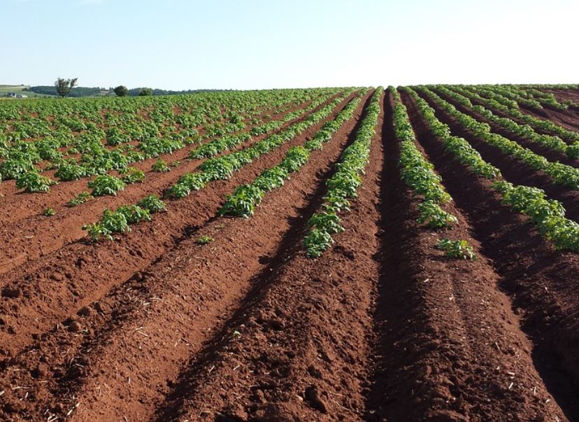 ‘Phosphorous findings mean careful management needed’