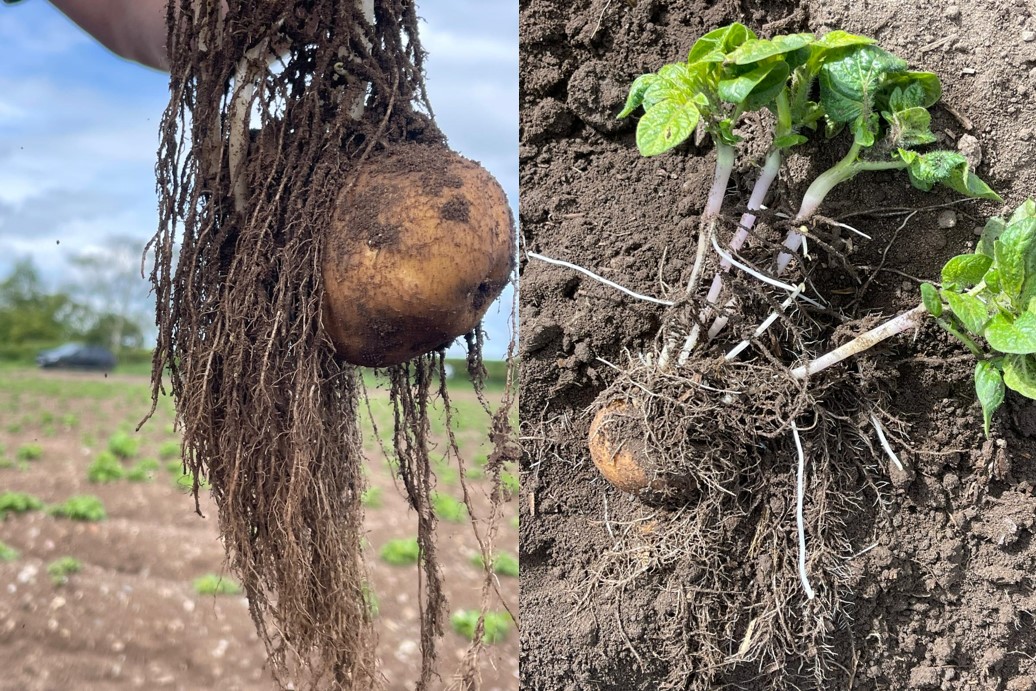 potatoes with roots showing