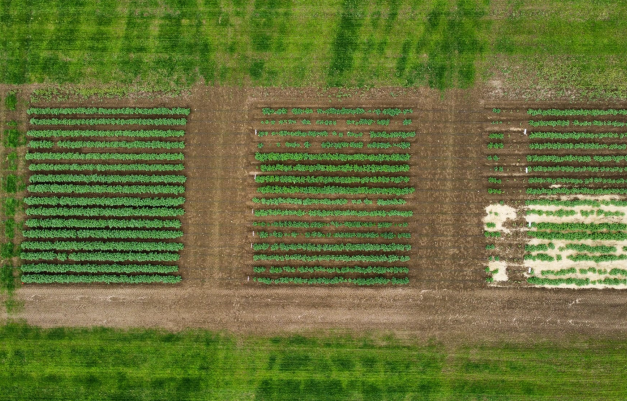 Aerial view of three trial plots for reduced input potato project