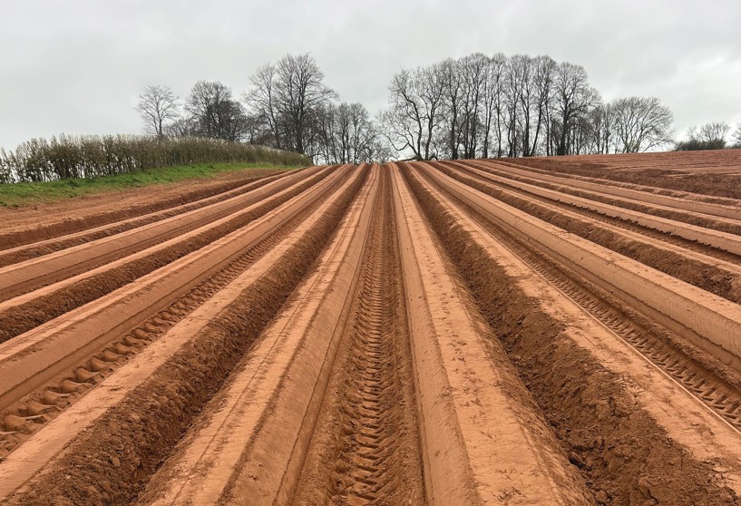 Soil furrows in field with trees in background